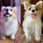 Custom Pet Plush from Photo