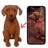 Custom Pet Plush from Photo