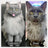 Custom Pet Plush from Photo