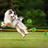 Interactive Moving Ball for Dogs & Cats