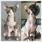 Custom Pet Plush from Photo