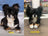 Custom Pet Plush from Photo