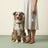 Handcrafted Rainbow Rover Dog Leash